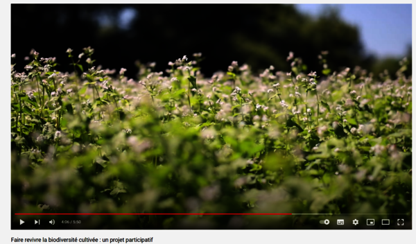 Video of the field tour on organic seed. Faire revivre la biodiversité cultivée : un projet participatif (INRAE)