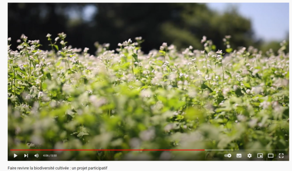 Video of the field tour on organic seed. Faire revivre la biodiversité cultivée : un projet participatif (INRAE)